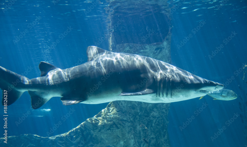 Fototapeta premium dangerous and huge shark swimming under sea
