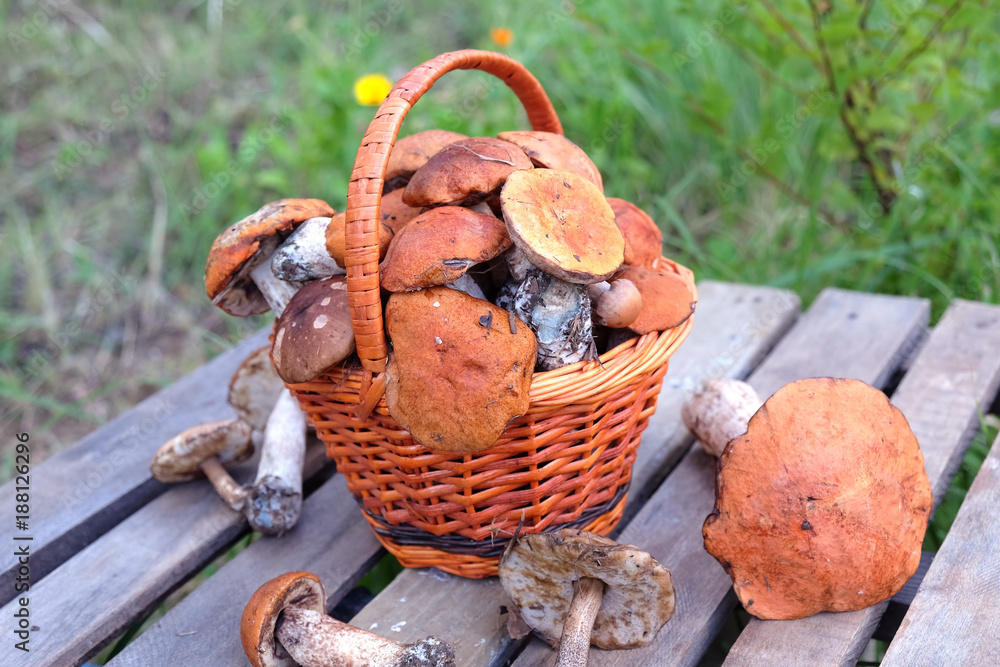 Still life with many edible mushrooms in brown wicker basket on wooden table closeup. Front view outdoors against green grass Still life with many edible mushrooms in brown wicker basket on wooden table closeup. Front view outdoors against green grass