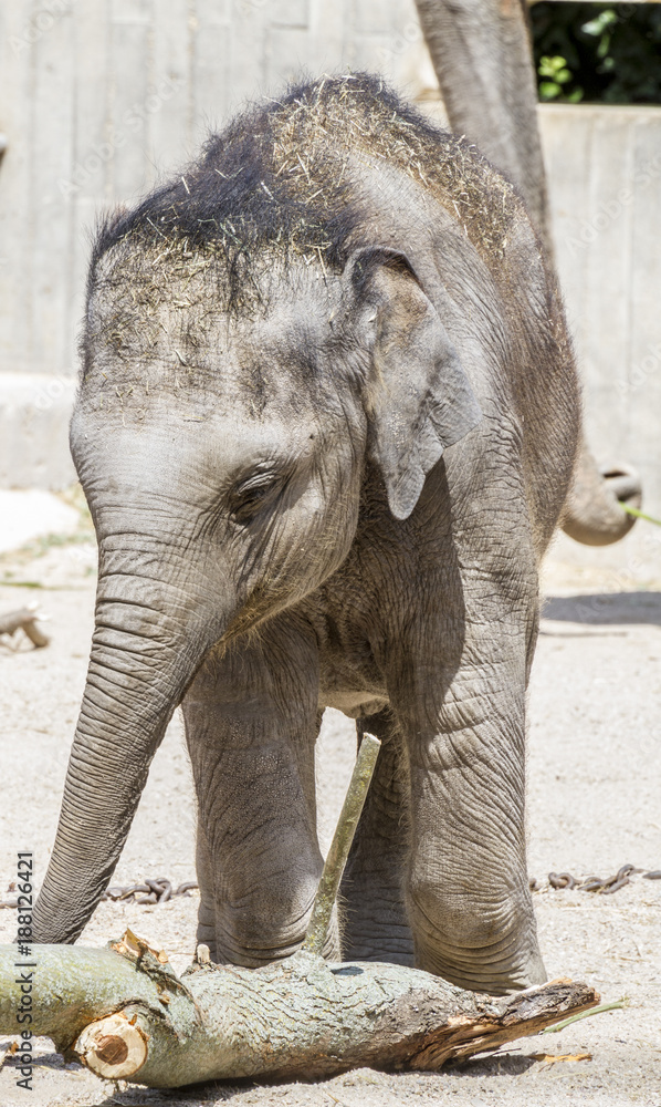 Fototapeta premium safari, baby elephant playing with a log of wood