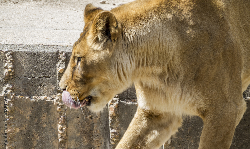 Naklejka premium Mother, Powerful lioness resting, wildlife mammal withbrown fur