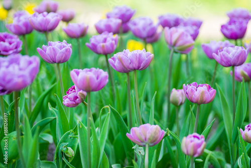 Spring tulips in full bloom