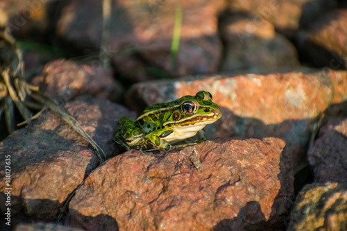 Green Frog On Rock In Sun