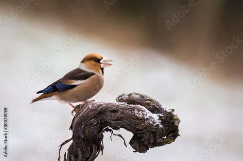 Hawfinch (Coccothraustes coccothraustes) photo