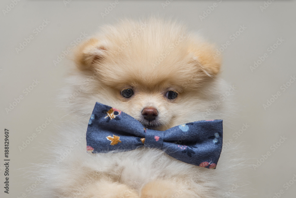 Pomeranian 2025 bow tie