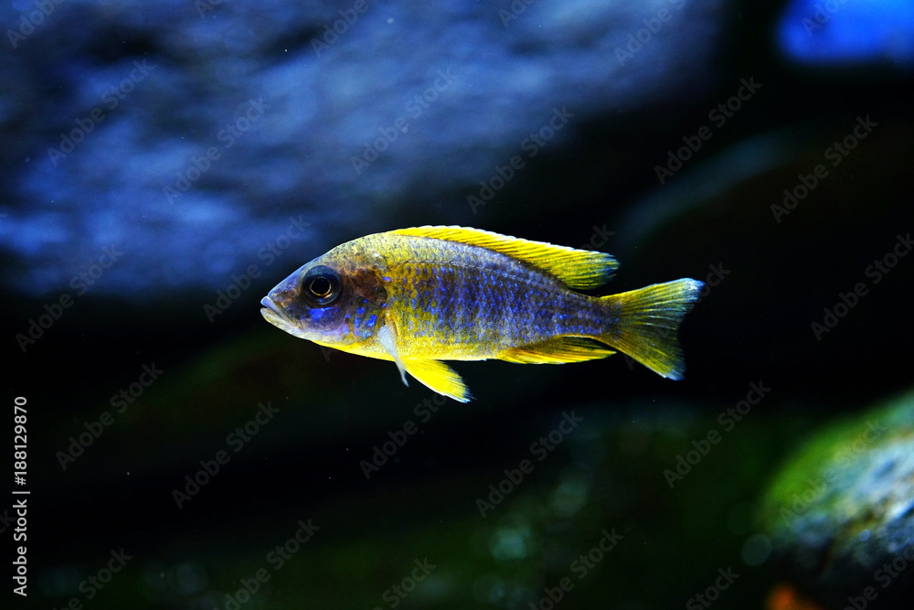 Malawi fish cichlid