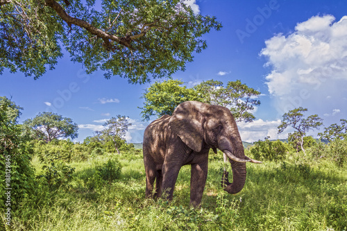 African bush elephant in Kruger National park  South Africa