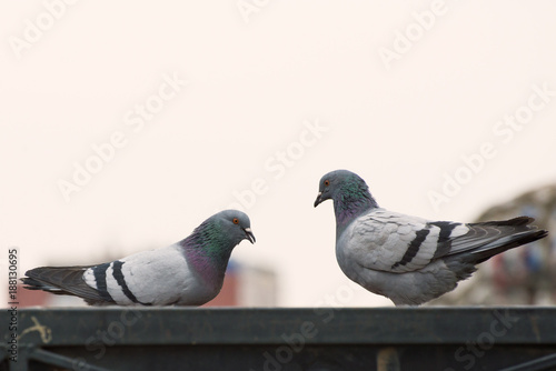 Pair of pigeons