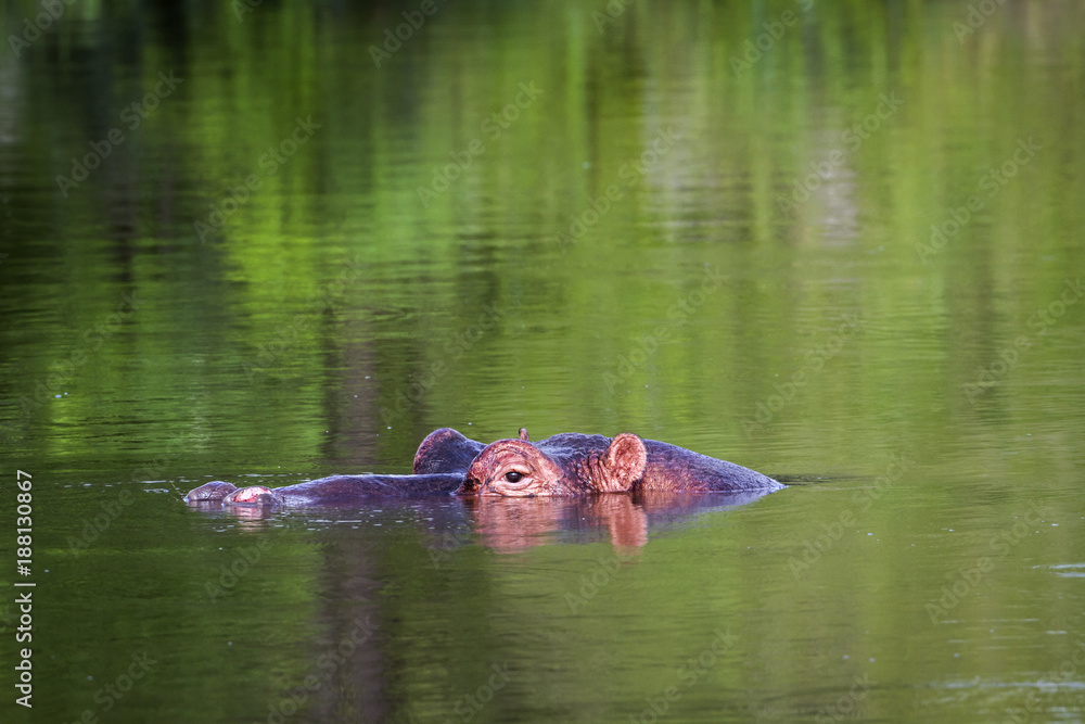 Fototapeta premium Hippopotamus in Kruger National park, South Africa