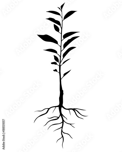Silhouette annual cherry tree seedling
