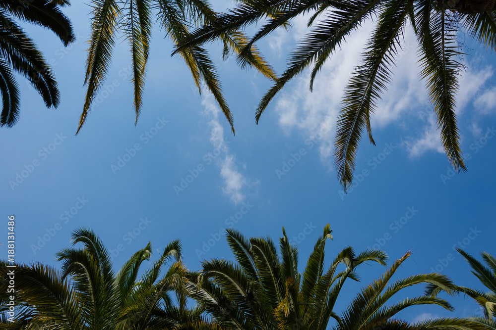 Obraz premium Beauty coconut palms on the blue sky background.