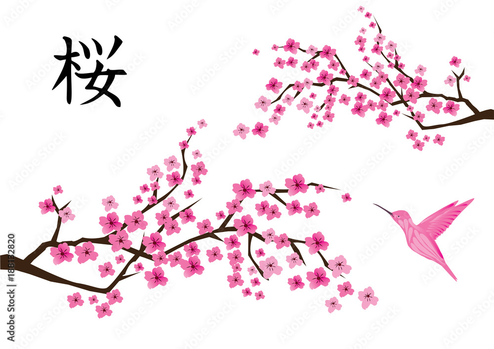 Fototapeta premium Vector Cherry Blossom