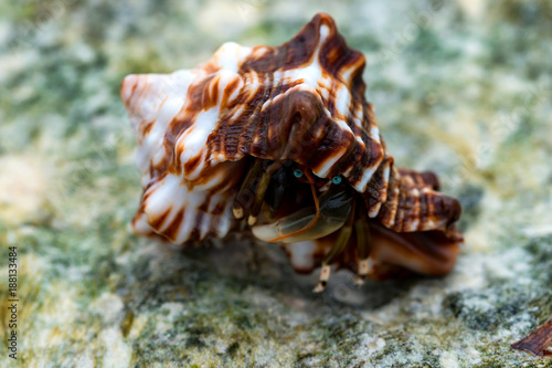 Close-up of hermit crab Calcinus laevimanus photo