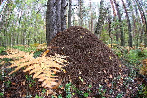 a large anthill close-up against a pine forest. fish eye lens photo