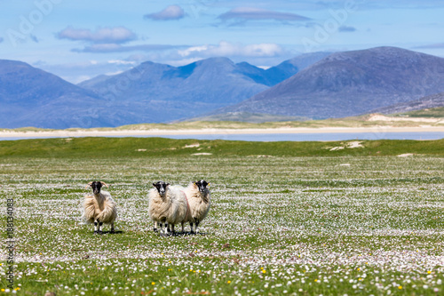 Sheep on the machair (wild flowers) with the mountains of Harris photo