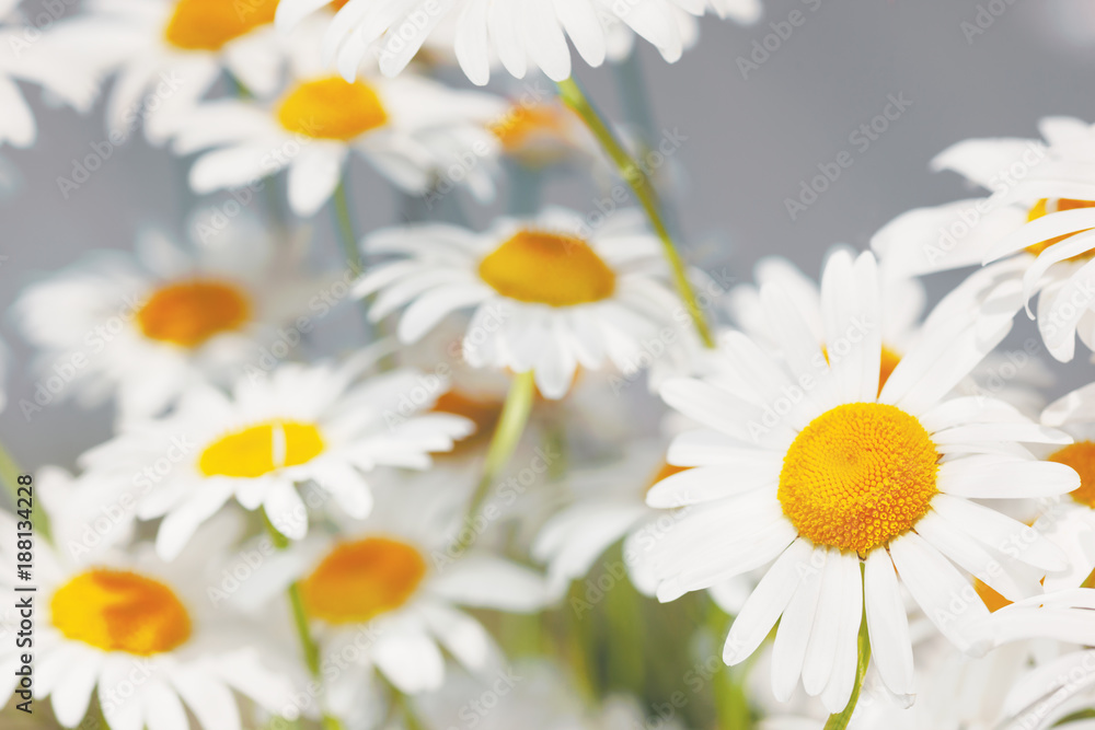 Fototapeta premium Flowering. Blooming chamomile field, Chamomile flowers.