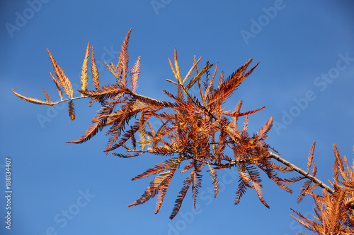Aufrechte Sumpfzypresse (Taxodium distichum var. imbricarium) photo