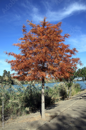 Aufrechte Sumpfzypresse (Taxodium distichum var. imbricarium) photo