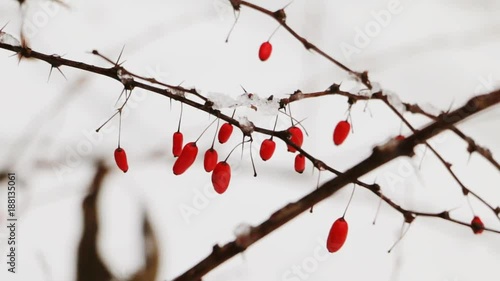Barberry branch with red berries covered with snow on winter day. Cold weather and winter concept. photo
