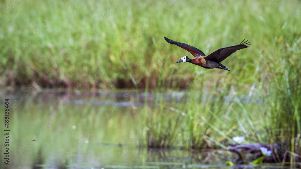 White faced Whistling-Duck in Mapungubwe National park, South Africa White faced Whistling-Duck in Mapungubwe National park, South Africa