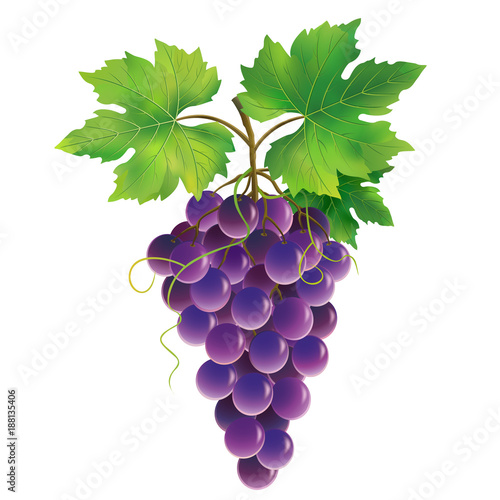 Purple grape on white background