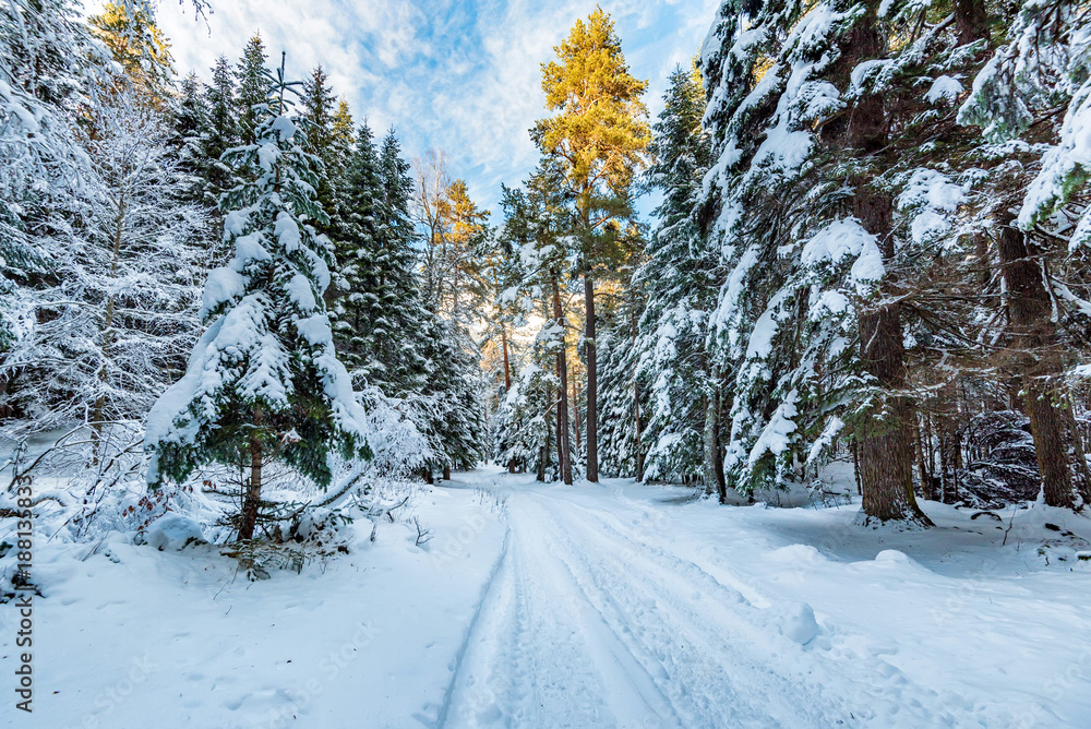 Fototapeta premium Road through winter mountain forest