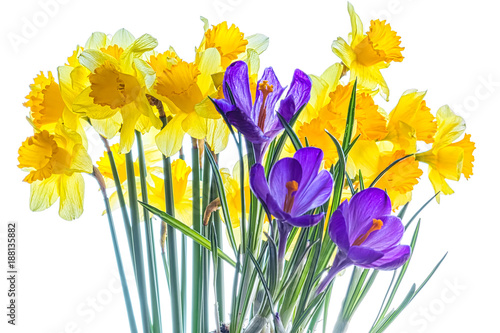 Fototapeta Naklejka Na Ścianę i Meble -   Bouquet of daffodils and crocuses on a white background