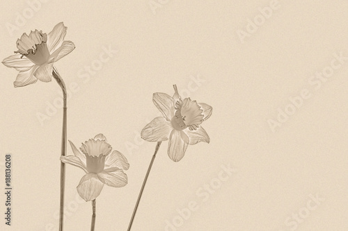 Fototapeta Naklejka Na Ścianę i Meble -  Three daffodils on a textured paper background, sepia