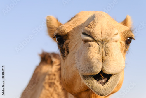 Fotografie Closeup of a camel's nose and mouth, nostrils closed to keep out sand