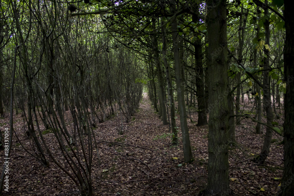 Obraz premium Forest Trees