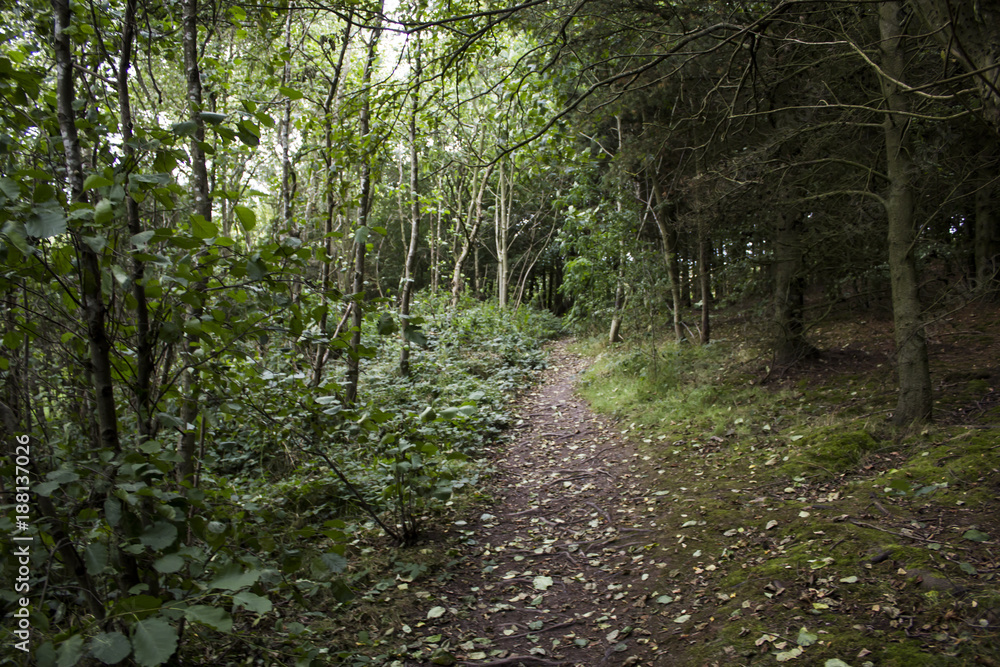 Forest Walk