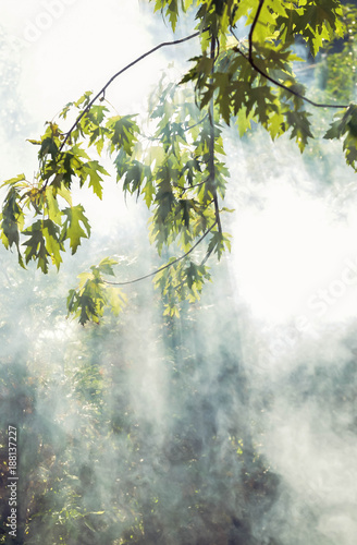 Konstfotografi Sun's rays penetrate through the trees and smoke