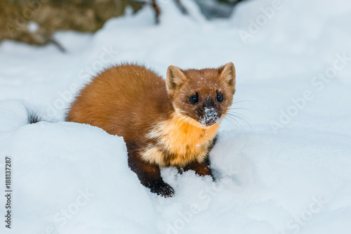 Single weasel sitting at snow field, mustela nivalis © dziewul