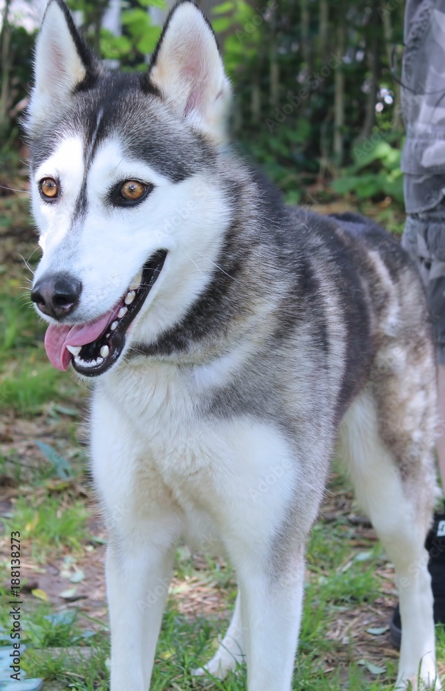 BLACK AND WHITE SIBERIAN HUSKY BLACK AND WHITE SIBERIAN HUSKY