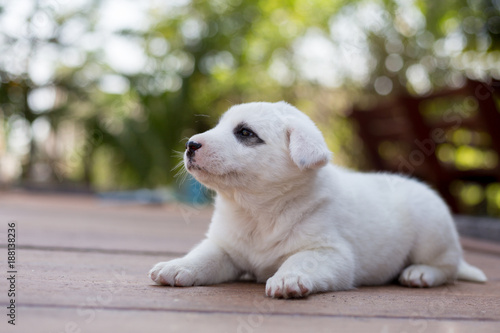 Small cute puppy dog,Honest dog