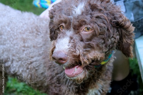 BROWN AND WHITE PORTUGESE WATER DOG photo