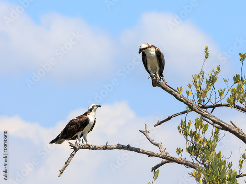 Ospreys looking to each other and sit on a tree, Sanibal Island, Florida, USA photo