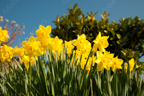Fototapeta Naklejka Na Ścianę i Meble -  Yellow daffodils on garden in early spring