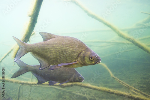 Quadro em tela Underwater photography of Carp bream (Abramis Brama)