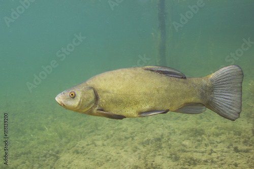 Freshwater fish tench (Tinca tinca) in the beautiful clean pound. Underwater shot in the lake. Wildlife animal. Tench in the nature habitat with nice background. River habitat.