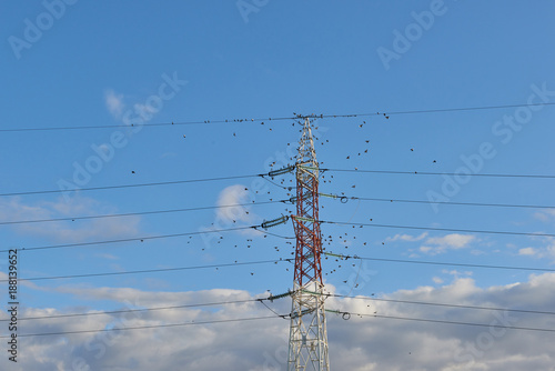 Electric poles supporting wires photo