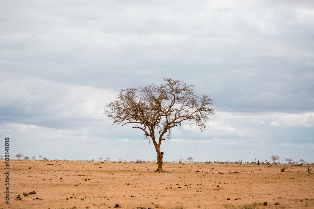 Lonely geometric tree in the middle of the savannah in Kenya. Wide view of orange and warm landscape.