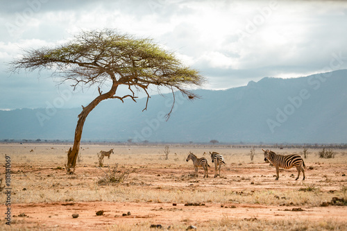 View the Savannah with groups of zebras into the National Park. photo