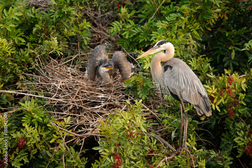 Great Blue Heron photo