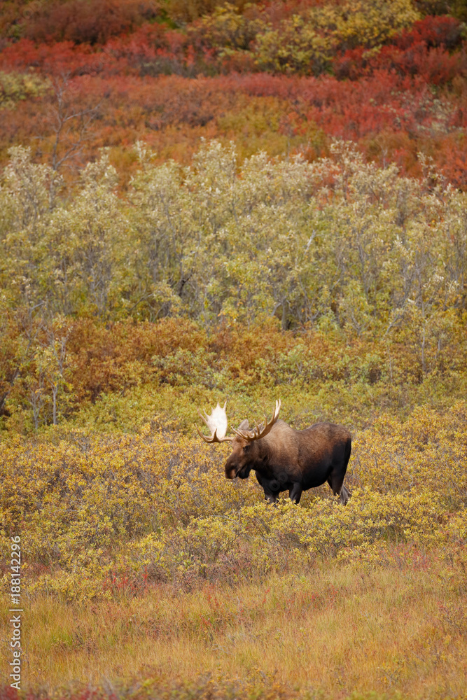 Bull Moose Bull Moose