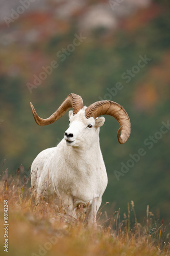 Dall Sheep