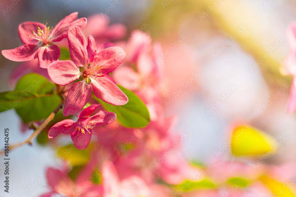 Pink color flower spring season blossom Pink color flower spring season blossom