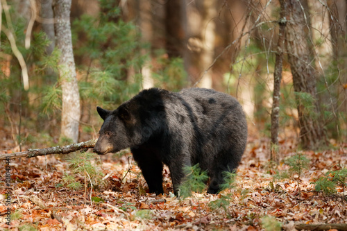 Black Bear