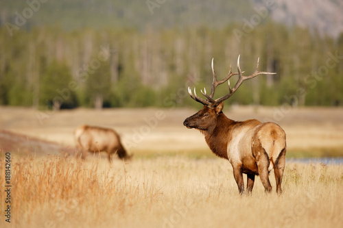 Bull Elk