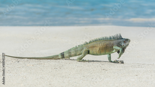 Obraz na plátně Green iguana walking the sand, in Guadeloupe, The Saintes island
