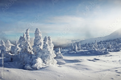 Wallpaper Mural Snow covered spruce trees in the early winter morning in Karkonosze Mountains Torontodigital.ca